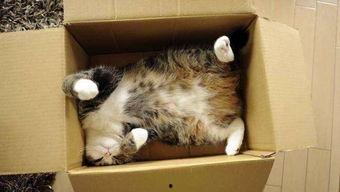 娱乐吃瓜酱猫窝,揭秘娱乐圈那些不为人知的幕后故事