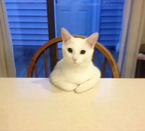 娱乐吃瓜酱神仙猫,揭秘娱乐圈背后的神秘故事