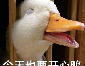 娱乐吃瓜鸭男人品种,吃瓜鸭视角下的男人品种大揭秘