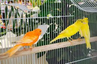 郑州吃瓜娱乐官网,揭秘城市美食与娱乐新风向