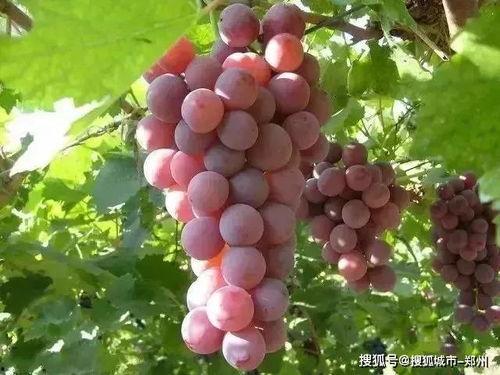 娱乐吃瓜酱葡萄娱乐,揭秘娱乐圈幕后故事与趣味瞬间