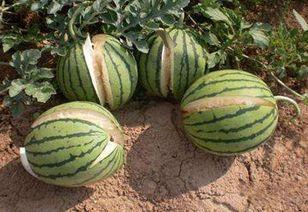 娱乐吃瓜君的料真实吗,真相还是谣言？