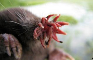 娱乐吃瓜酱的作品鼠体蜈蚣,娱乐吃瓜酱的惊悚奇幻之作