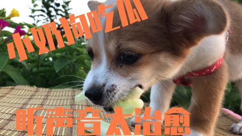 娱乐吃瓜酱送小狗视频